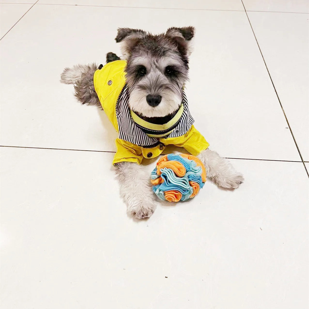 Balle en puzzle à renifler pour chien