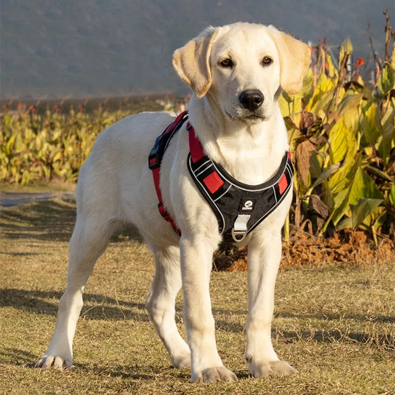Harnais ajustable pour chien avec bandes réfléchissantes